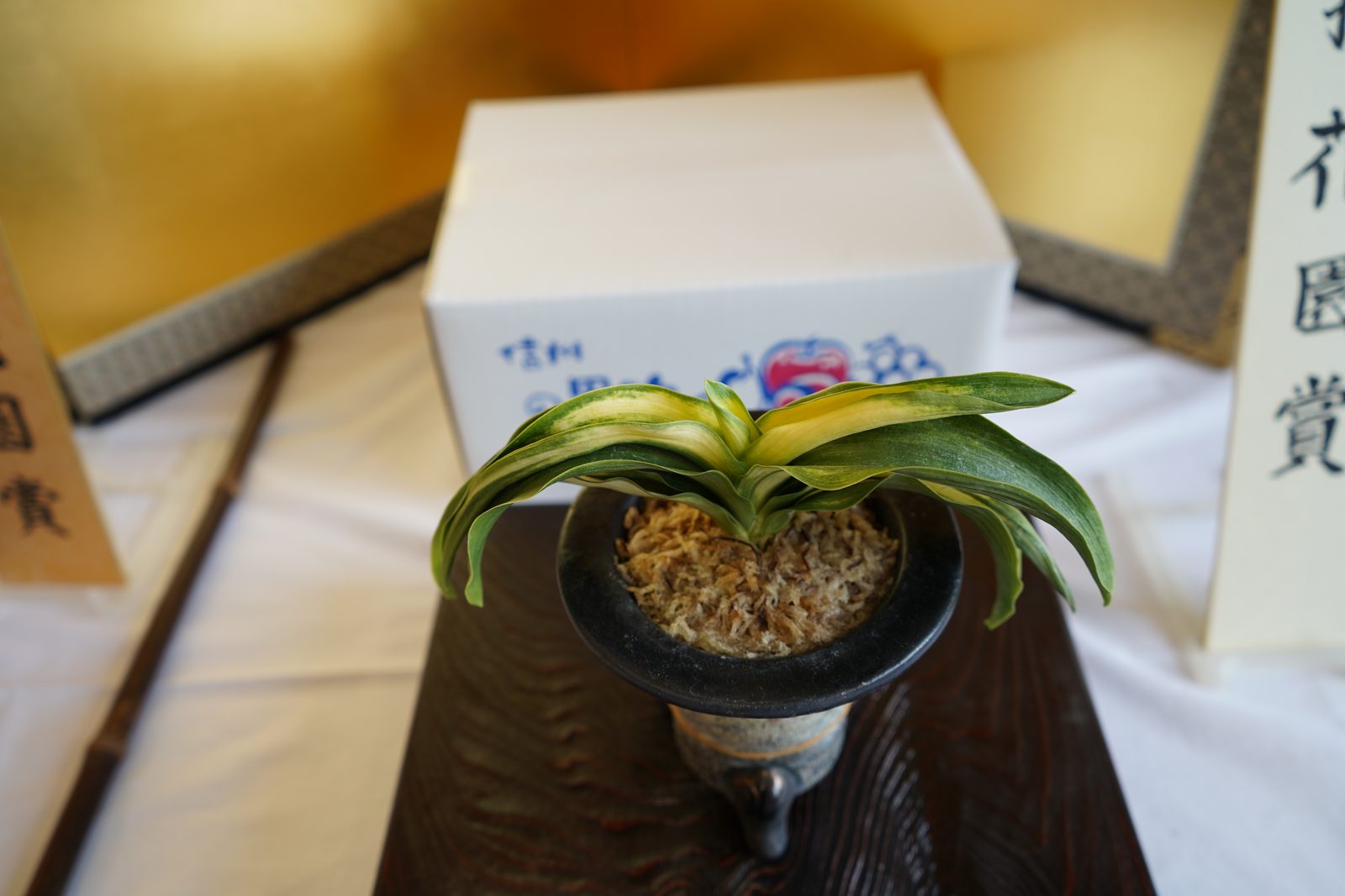 押花園賞　黎明