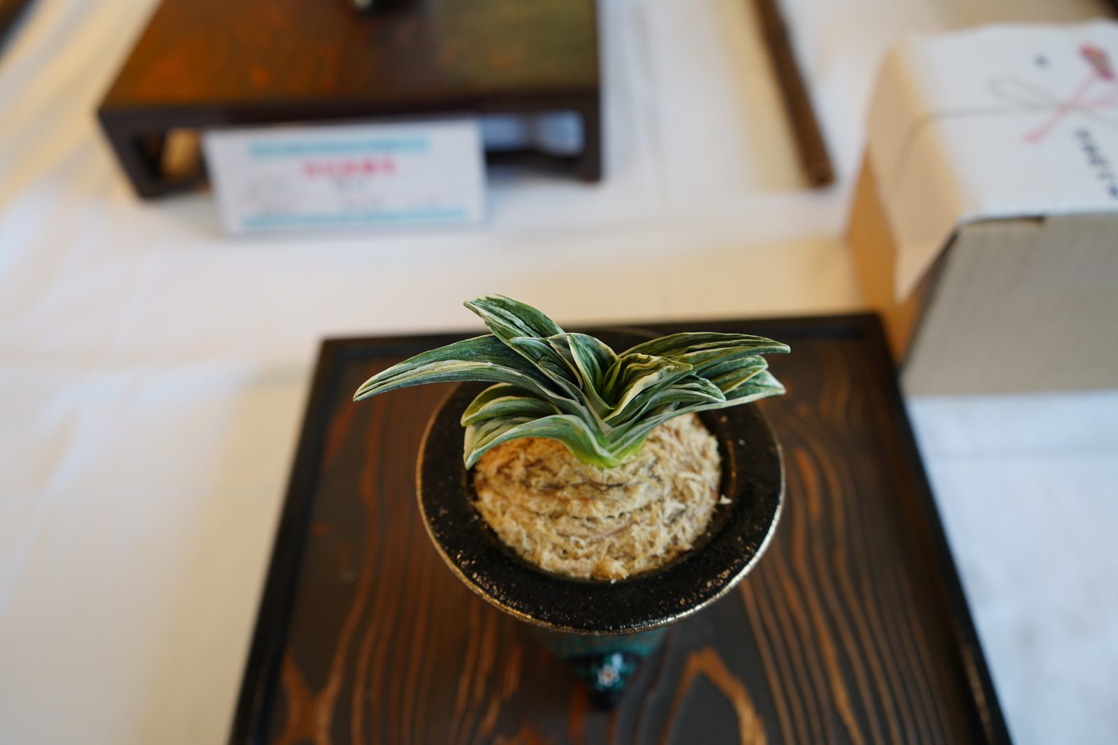 澤製陶所賞　峻嶺