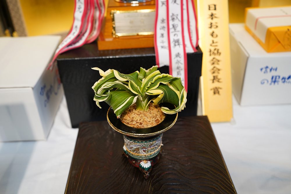 日本おもと協会会長賞　叡聖の舞
