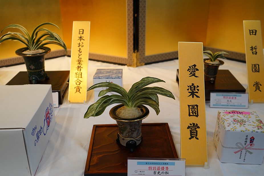 愛楽園賞　吉光の松