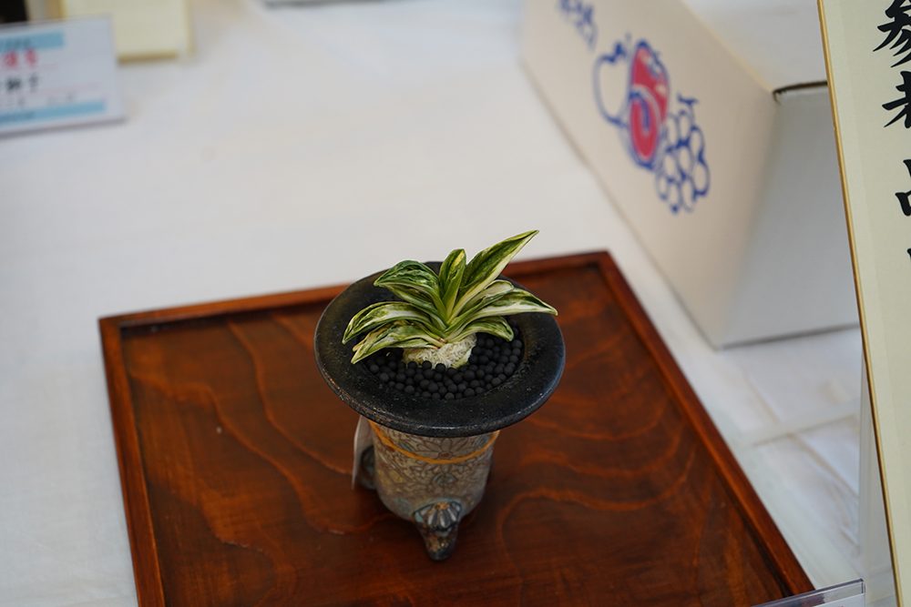 参考品いいね賞　帝王