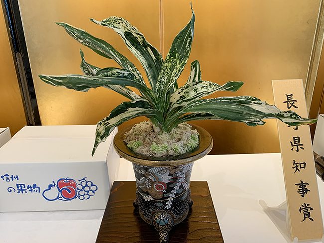 獅子系一般