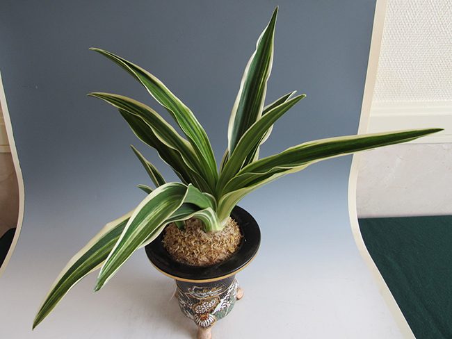 指定品種