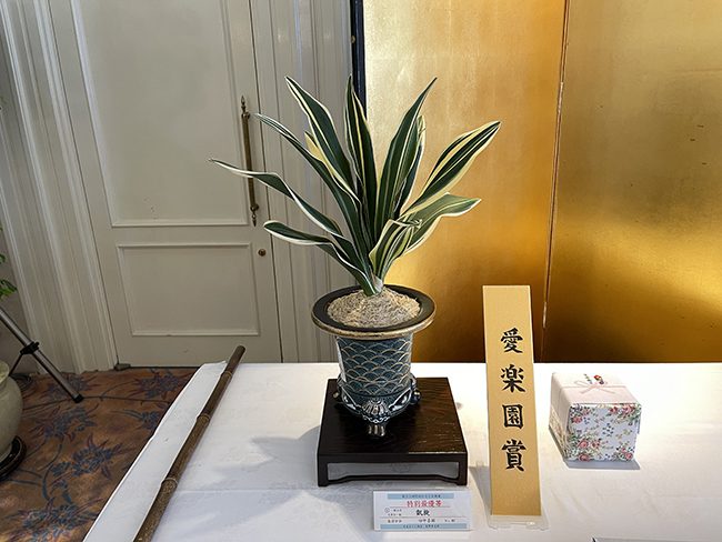縞甲竜一般