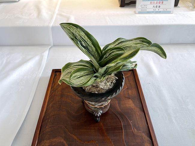 指定品種