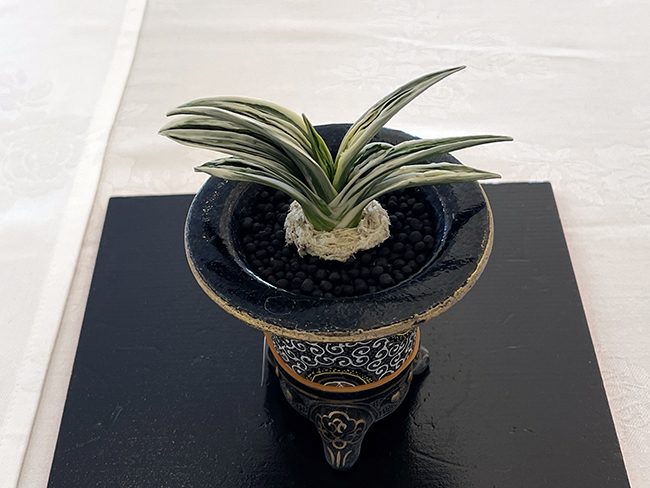 個別品種