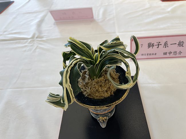 珠光