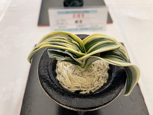 富士の図