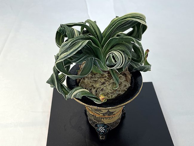 荒舞