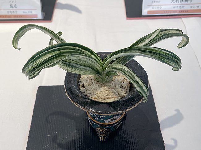 大利根獅子