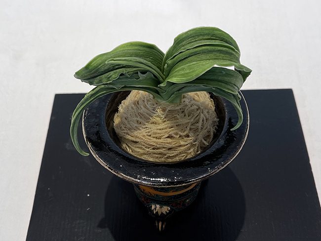 悠久覆輪