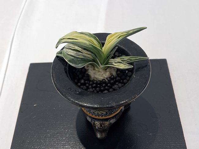 林獅子実生