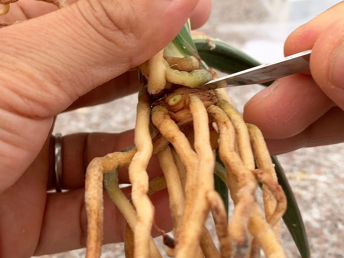 芽アタリの上をランセットで切り、親と切り離します