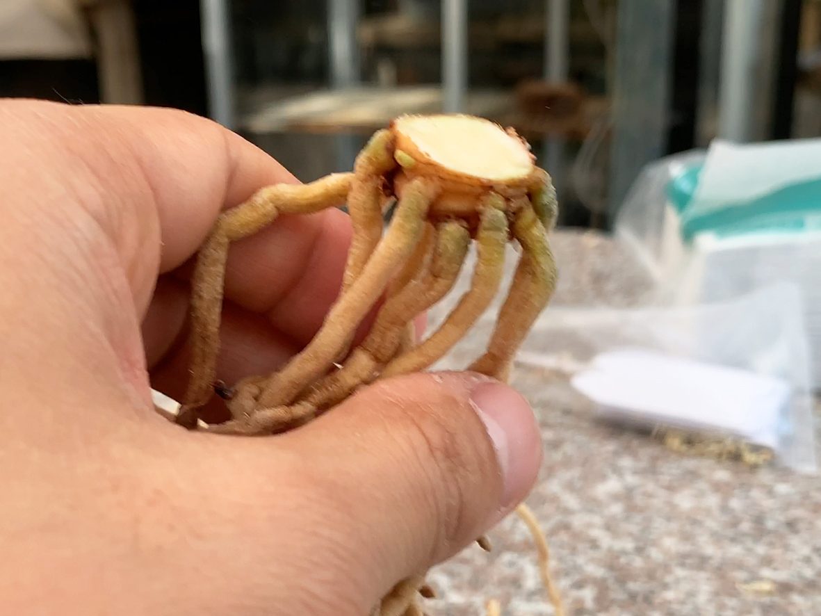 切り離した芋。上面の切り口を「鏡」といいます