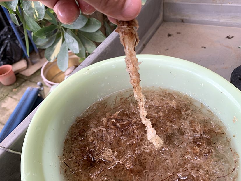 水苔は水に浸けてから使います