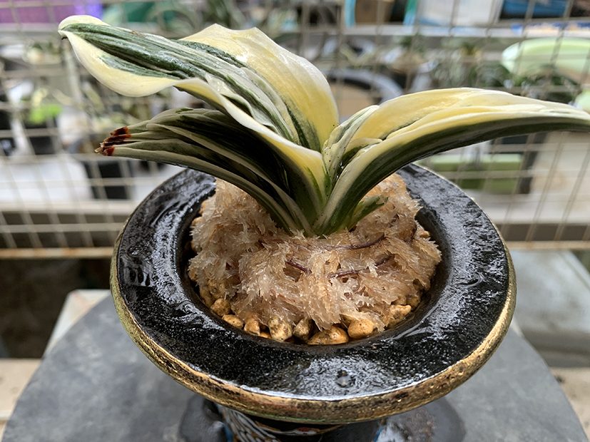 水苔を巻き終えた状態