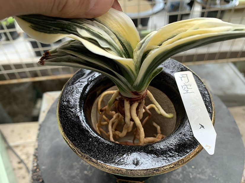 鉢の中で根を良く広げてから、植え込みを開始します
