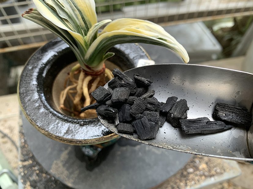 竹炭中粒を入れます(この写真は以前のやり方。現在は鉢底ではなく中層に入れています)