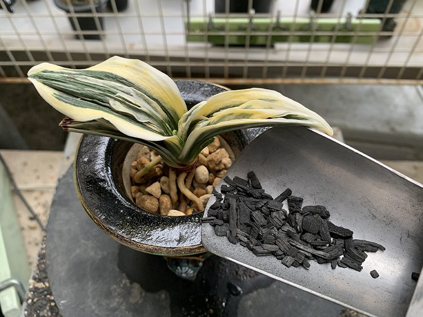 竹炭小粒を上層に混ぜます