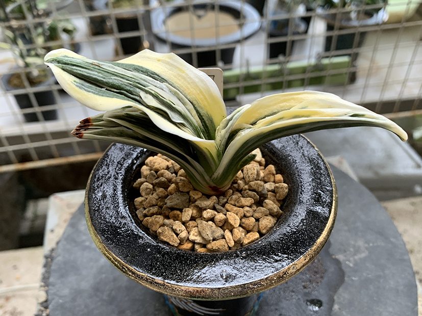 植え込みが終わった状態