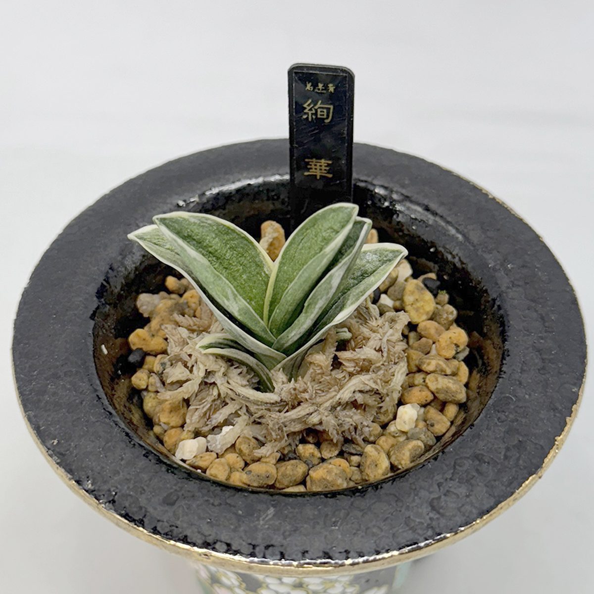 絢華（苗）