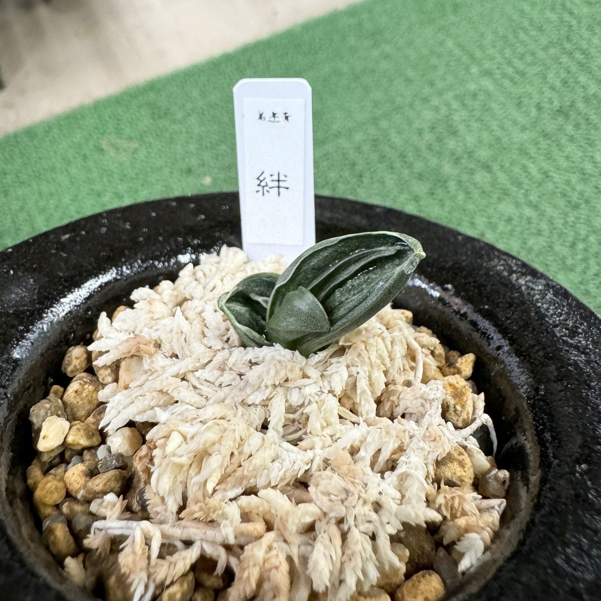 絆(苗)