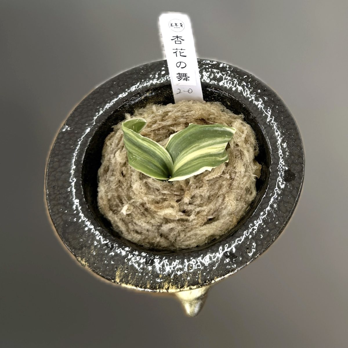 杏花の舞(苗)
