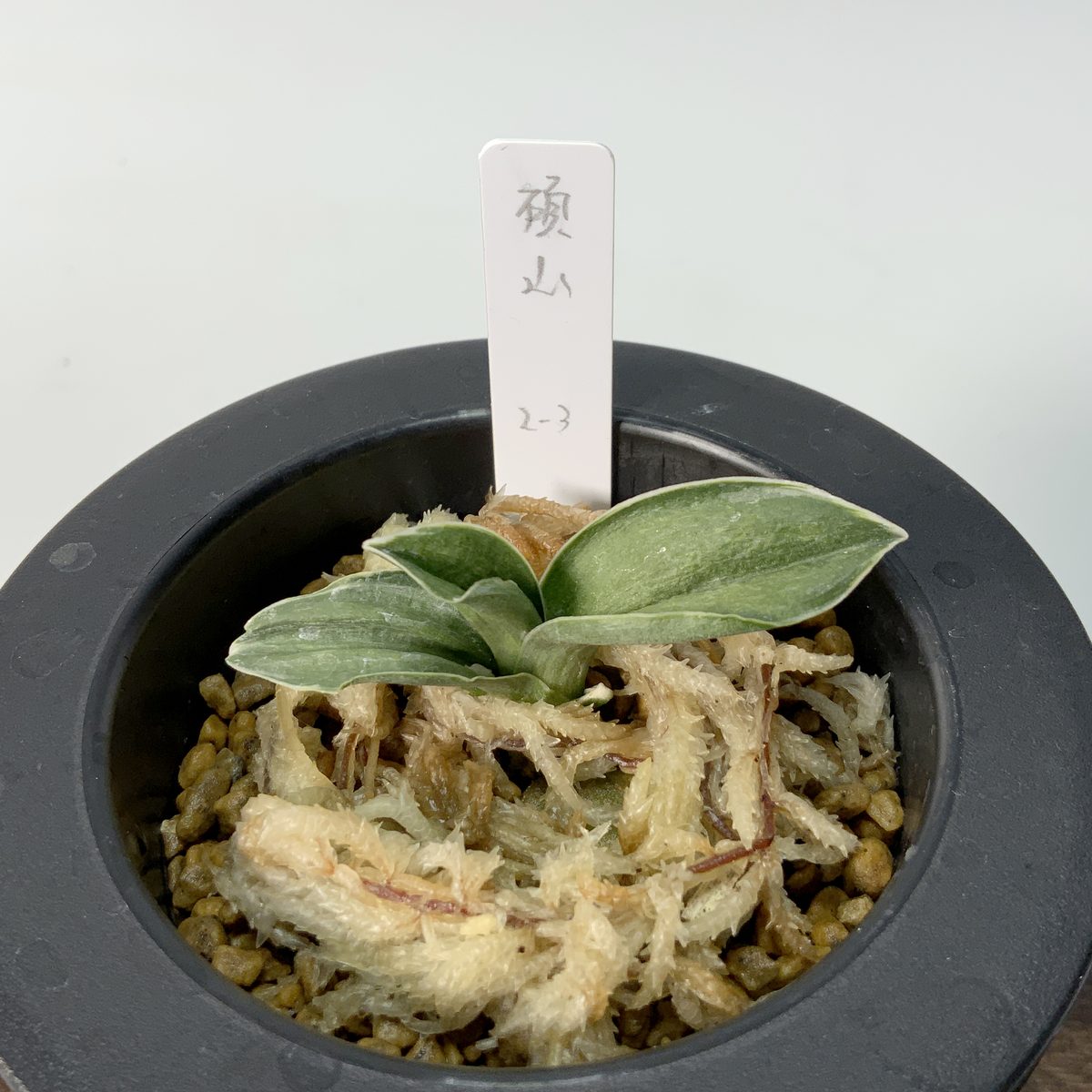 碩山(苗)