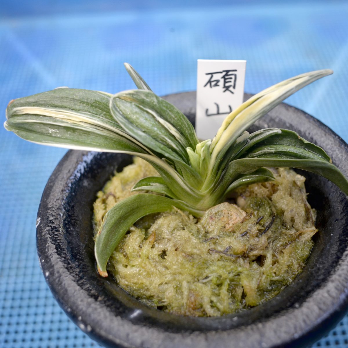 碩山(3才)